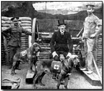 Bloodhounds used for locating wounded soldiers
