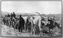 Ox teams used for transport in the Carpathian Mountains