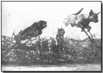 Training war dogs to clear barbed wire