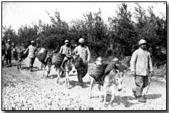 French donkeys carrying food to the trenches