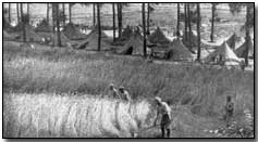 French soldiers, encamped on the Marne, gathering grain