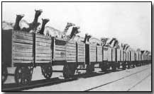 Camels enroute for Palestine via rail