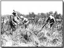 US engineers clearing wire entanglements from captured German position