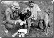 Tending wounded Red Cross dog