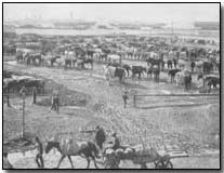 French transports and cavalry horses after arrival at Salonika (NW)