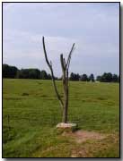 The 'Danger Tree' at Beaumont-Hamel Newfoundland Memorial Park